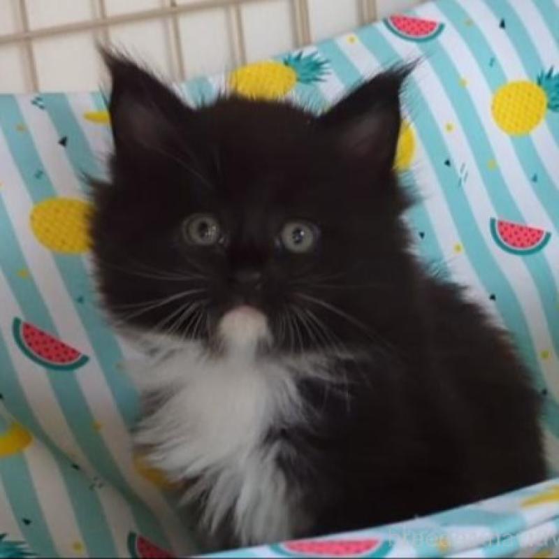 販売中の愛媛県のメインクーン-134650