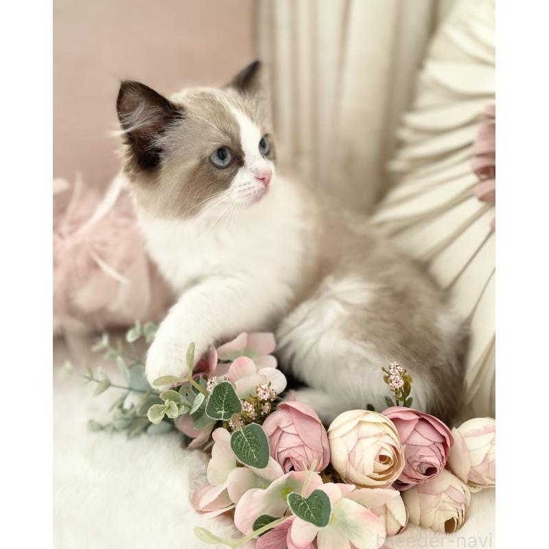 販売中の大阪府のラグドール-133305の4枚目