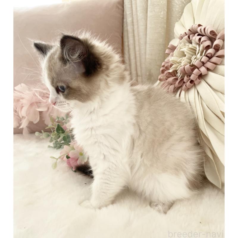 販売中の大阪府のラグドール-133305の2枚目