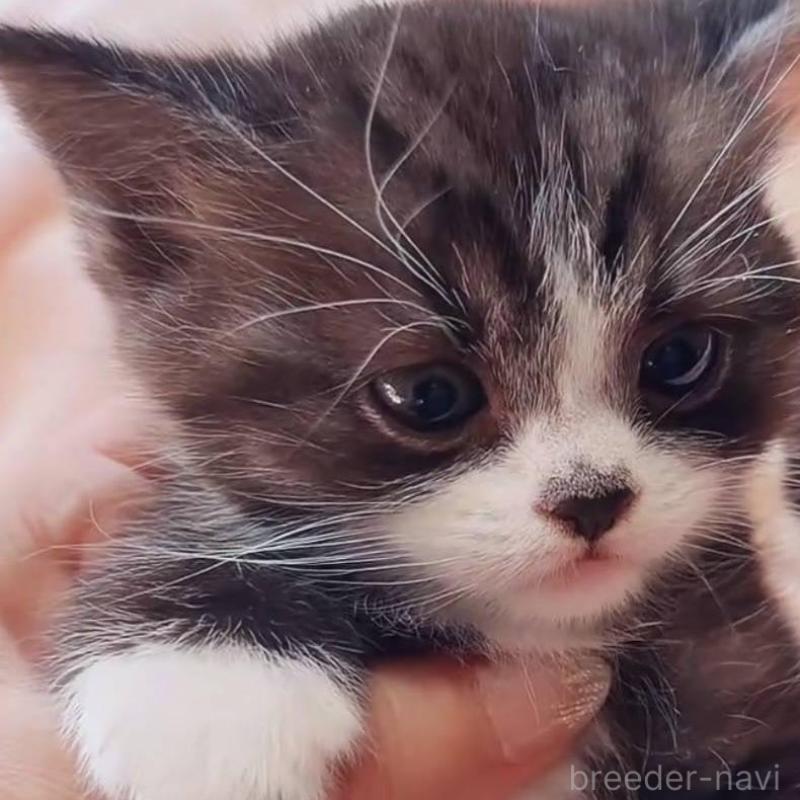 販売中の埼玉県のスコティッシュフォールド-134651の4枚目