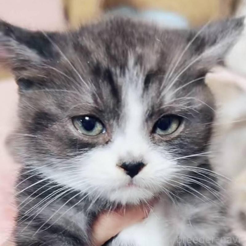 販売中の埼玉県のスコティッシュフォールド-134651の3枚目