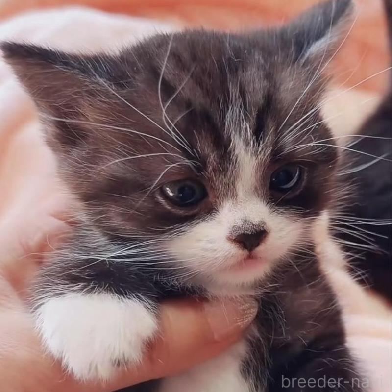 販売中の埼玉県のスコティッシュフォールド-134651