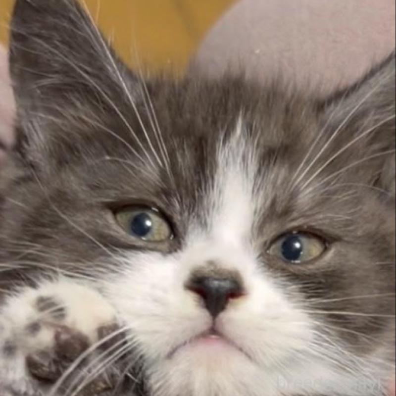 販売中の埼玉県のスコティッシュフォールド-134651の2枚目