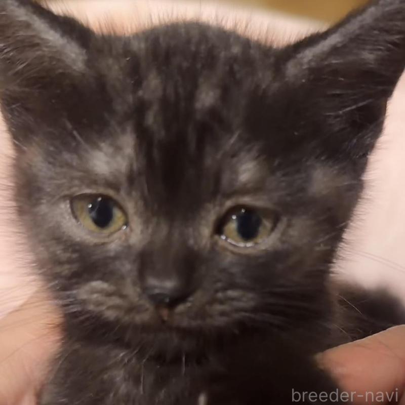 販売中の埼玉県のスコティッシュフォールド-134652の4枚目