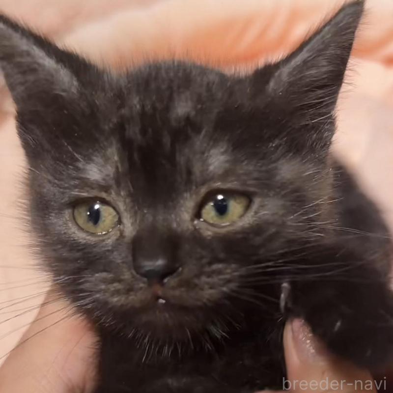 販売中の埼玉県のスコティッシュフォールド-134652の3枚目