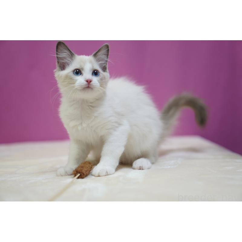 販売中の埼玉県のラグドール-131005の7枚目