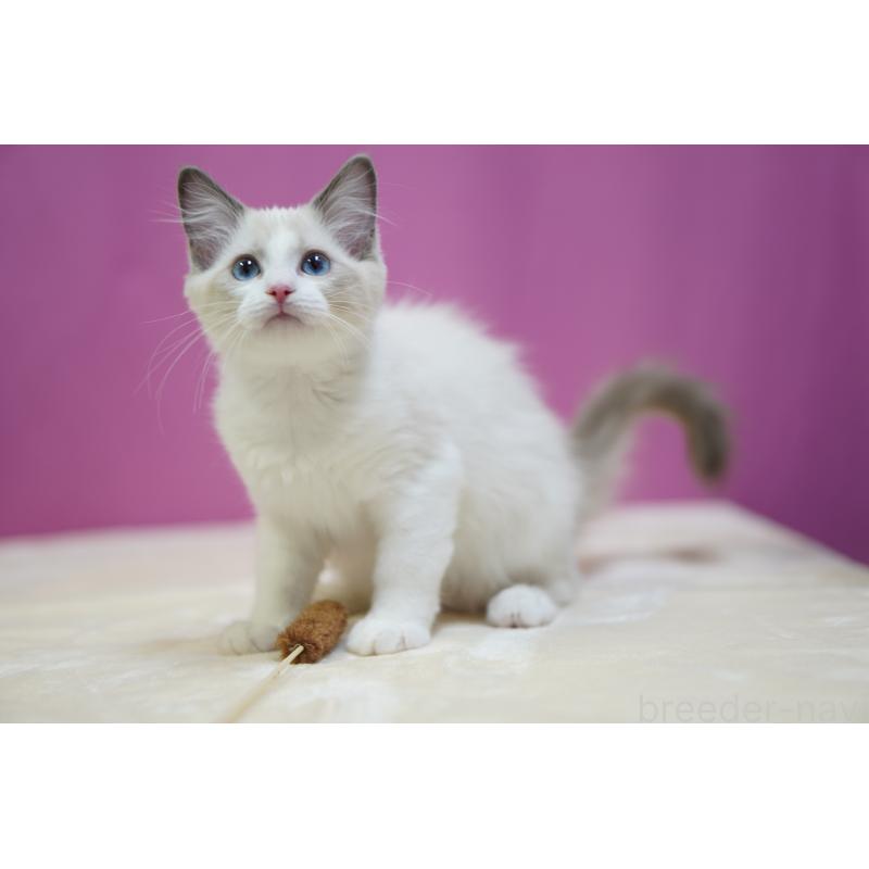 販売中の埼玉県のラグドール-131005の5枚目