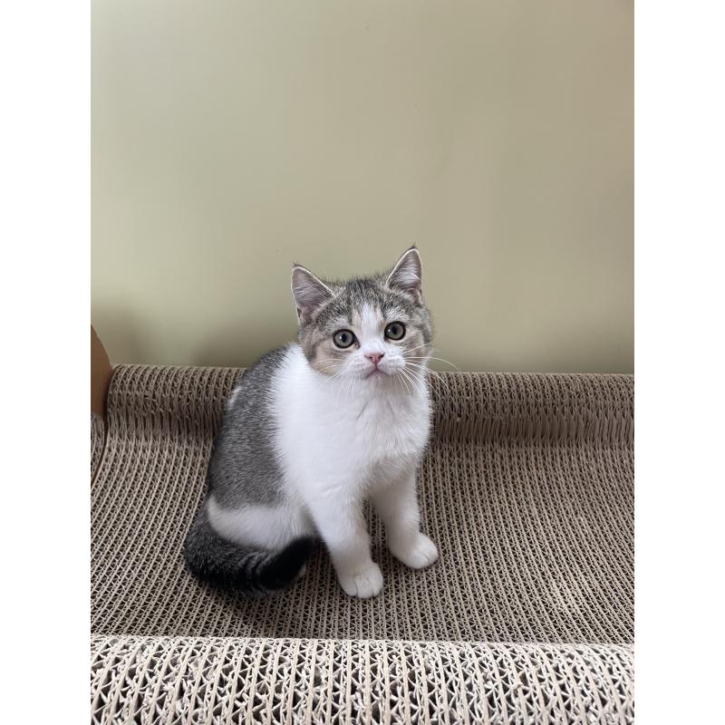 販売中の埼玉県のブリティッシュショートヘア-132720の5枚目