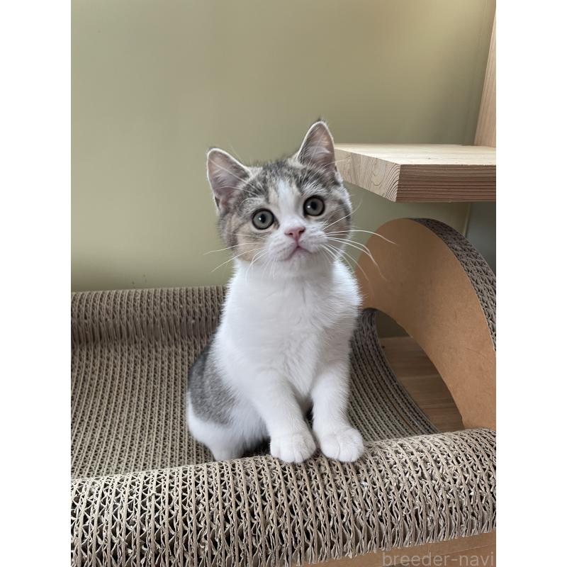 販売中の埼玉県のブリティッシュショートヘア-132720の4枚目