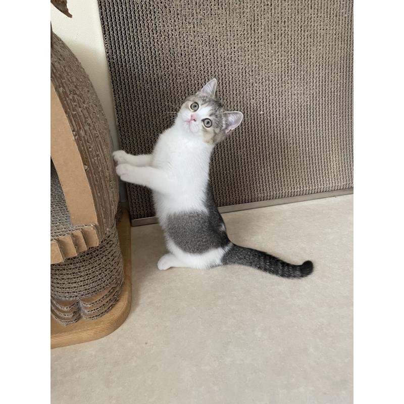 販売中の埼玉県のブリティッシュショートヘア-132720の3枚目