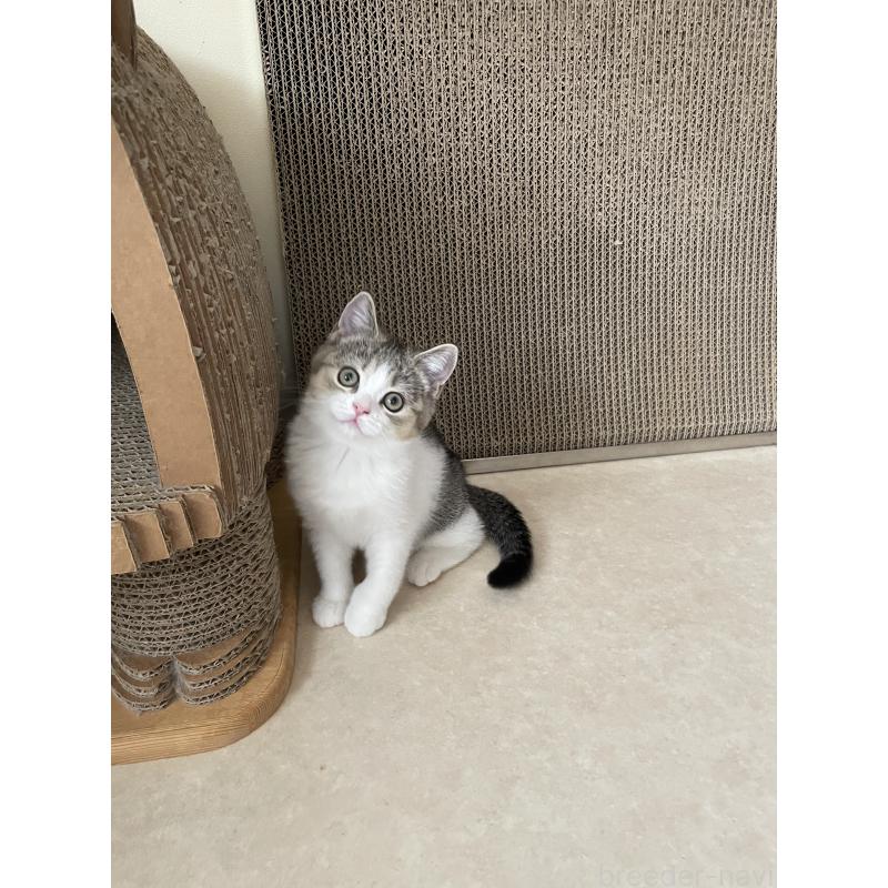 販売中の埼玉県のブリティッシュショートヘア-132720の2枚目