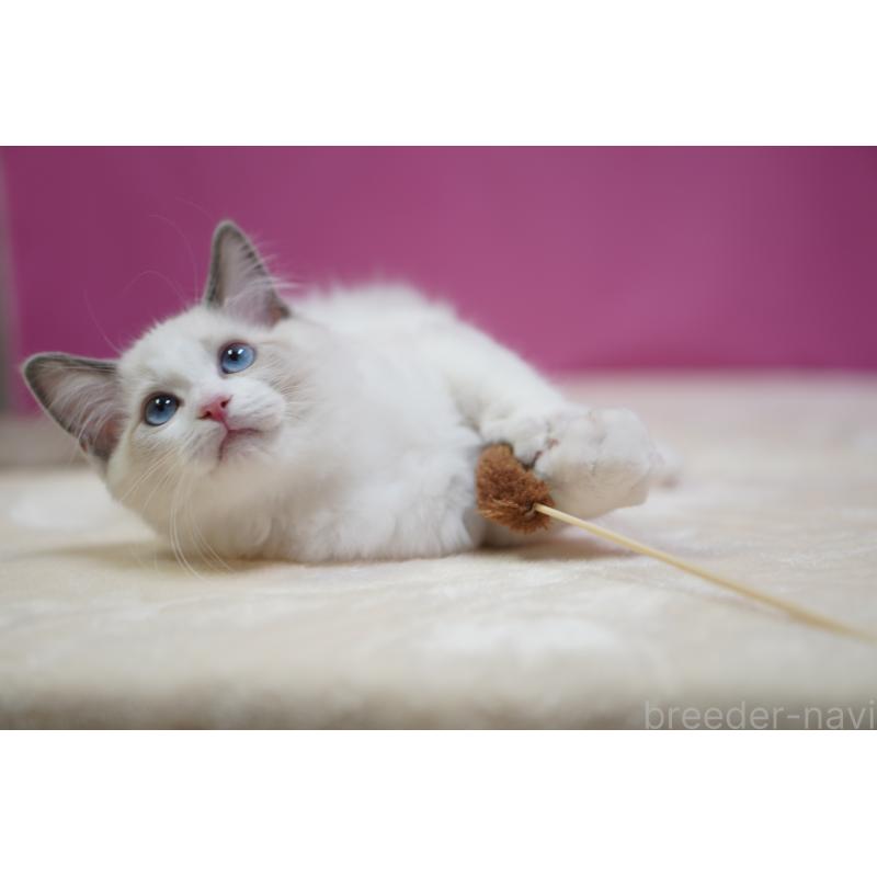 販売中の埼玉県のラグドール-131009の6枚目