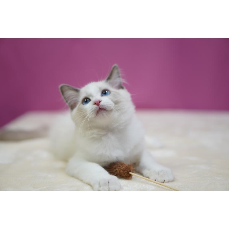 販売中の埼玉県のラグドール-131009の4枚目