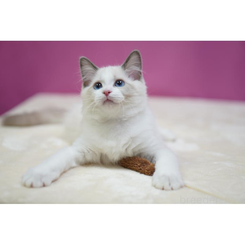 販売中の埼玉県のラグドール-131009の3枚目