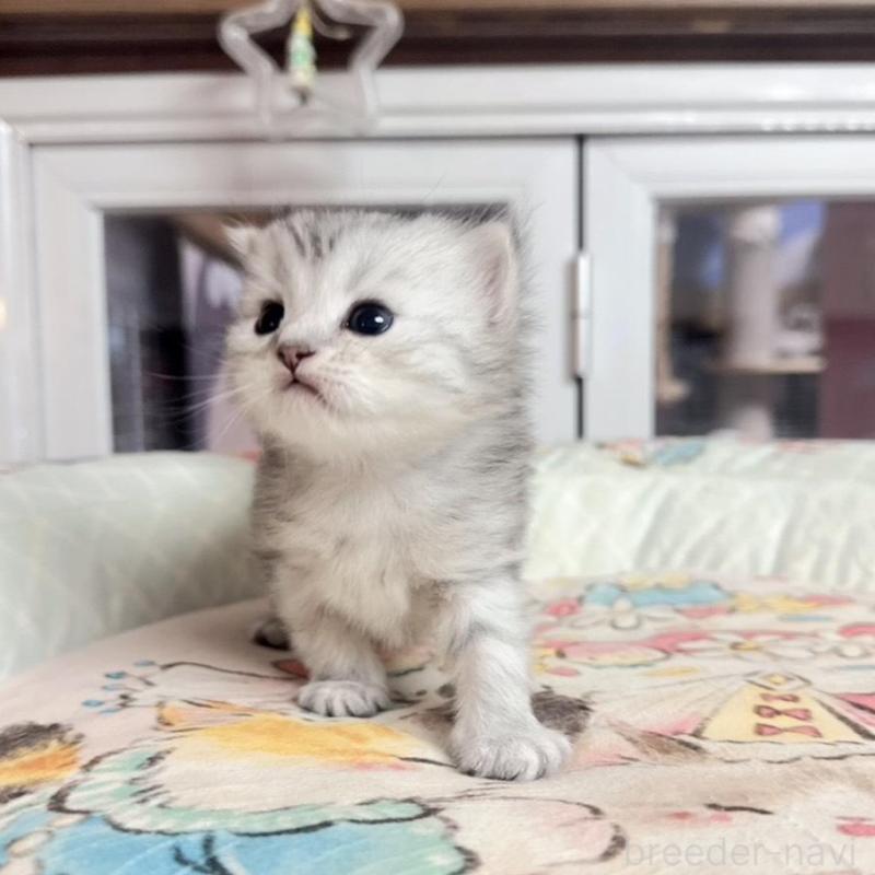 販売中の千葉県のミヌエット-134653の4枚目