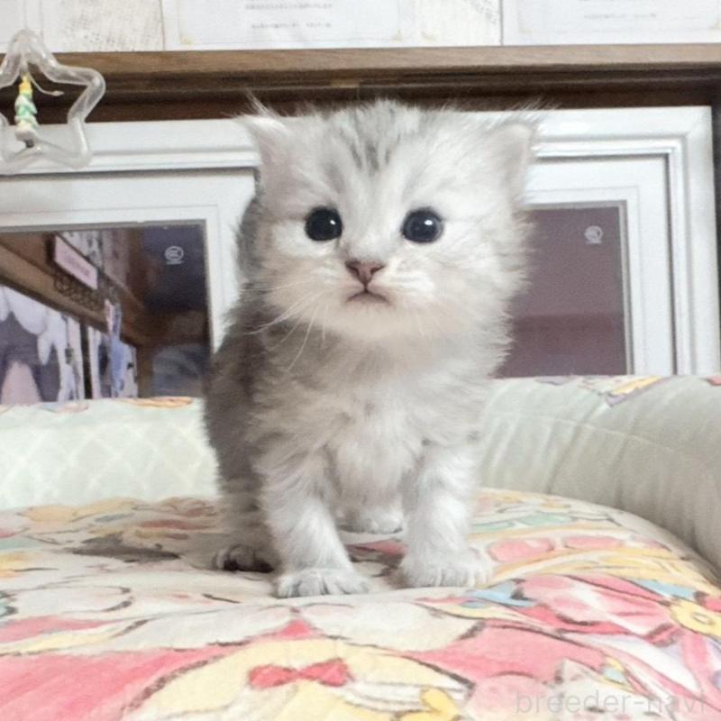 販売中の千葉県のミヌエット-134653の3枚目