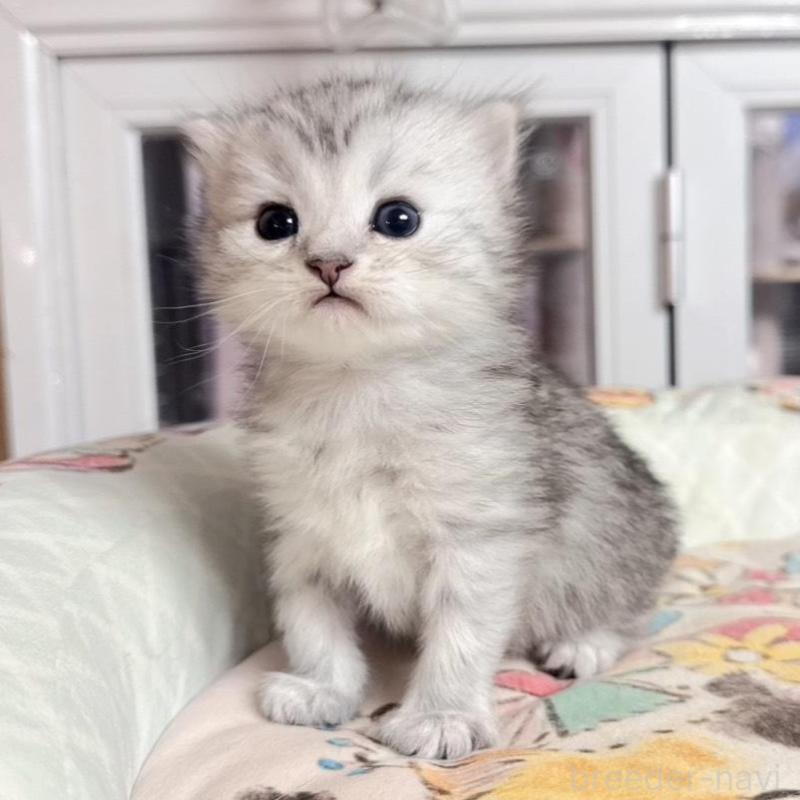 販売中の千葉県のミヌエット-134653