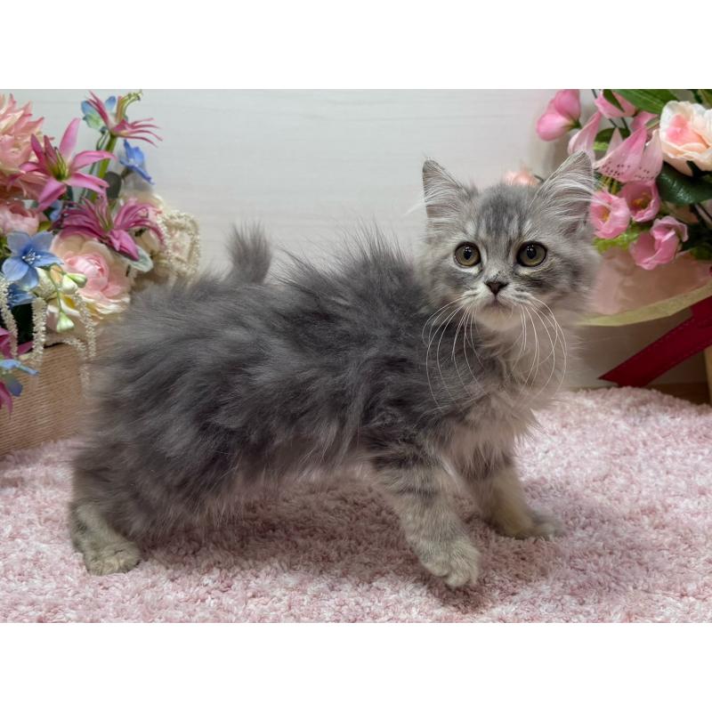 販売中の東京都のラガマフィン-132133の5枚目