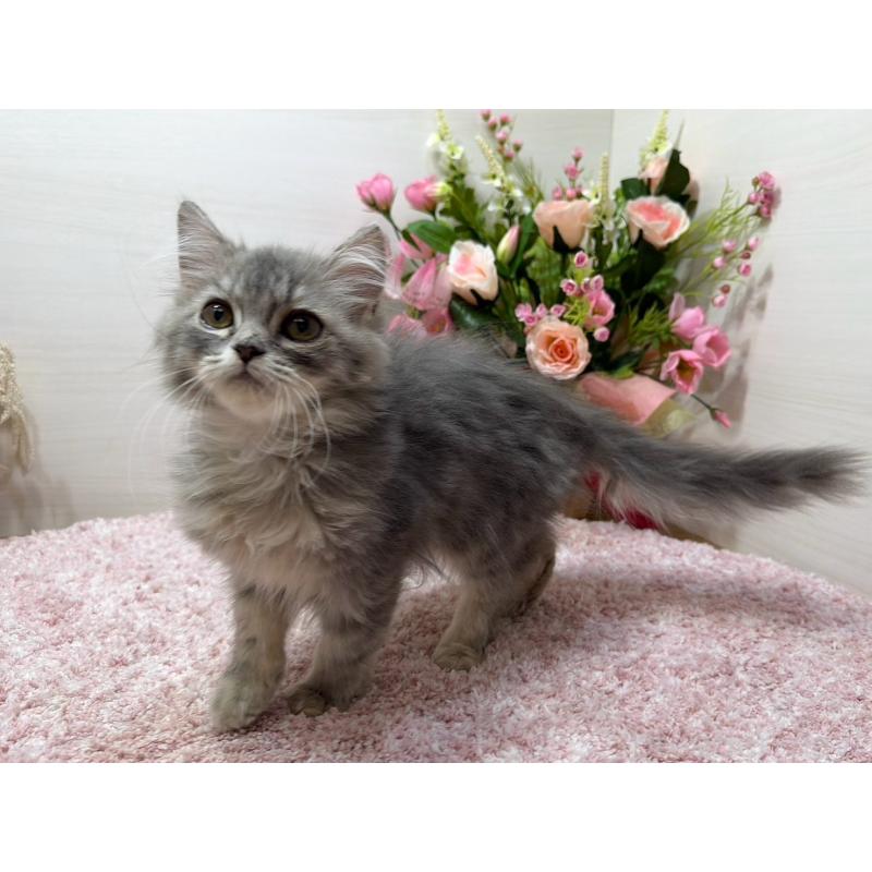 販売中の東京都のラガマフィン-132133の4枚目