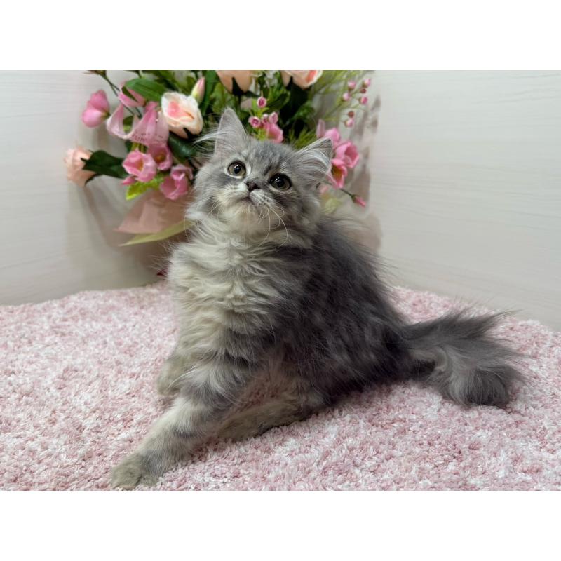 販売中の東京都のラガマフィン-132133の3枚目