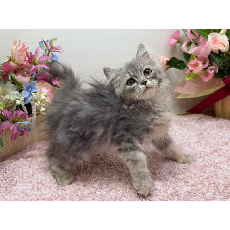 販売中の東京都のラガマフィン-132133の2枚目