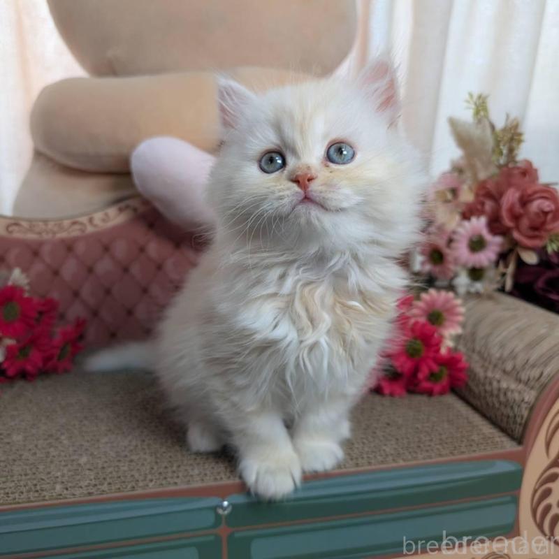 販売中の岩手県のミヌエット-134654