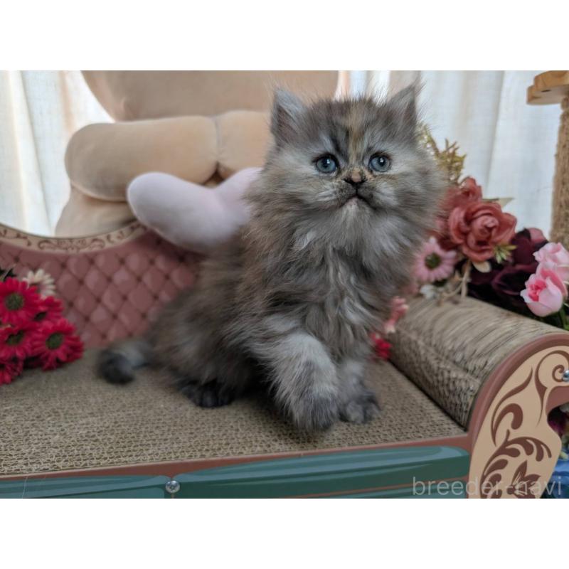 販売中の岩手県のミヌエット-134655の5枚目