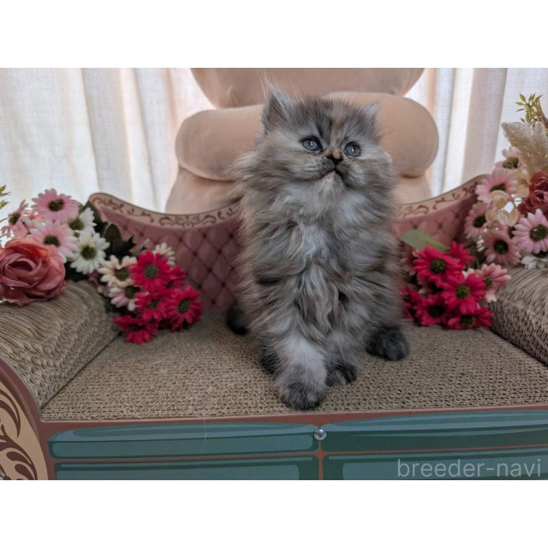 販売中の岩手県のミヌエット-134655の3枚目