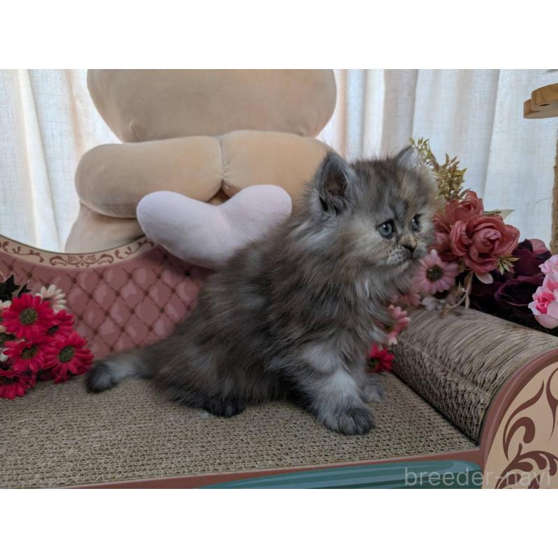 販売中の岩手県のミヌエット-134655の2枚目