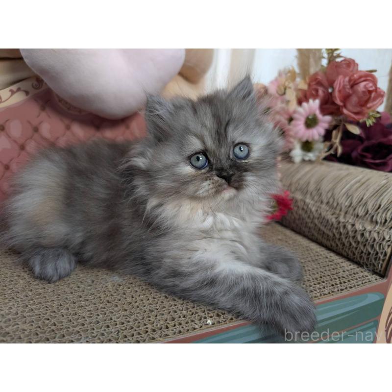 販売中の岩手県のミヌエット-134656の5枚目