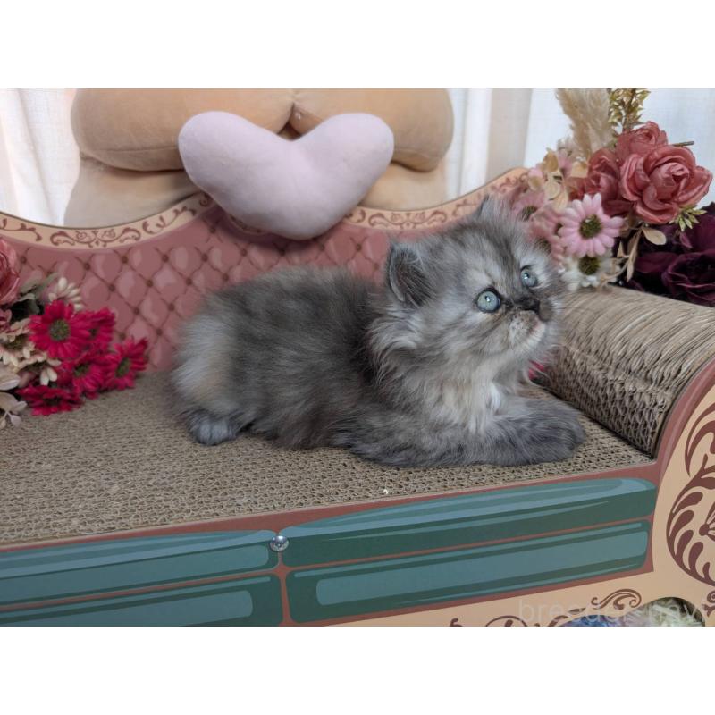 販売中の岩手県のミヌエット-134656の4枚目