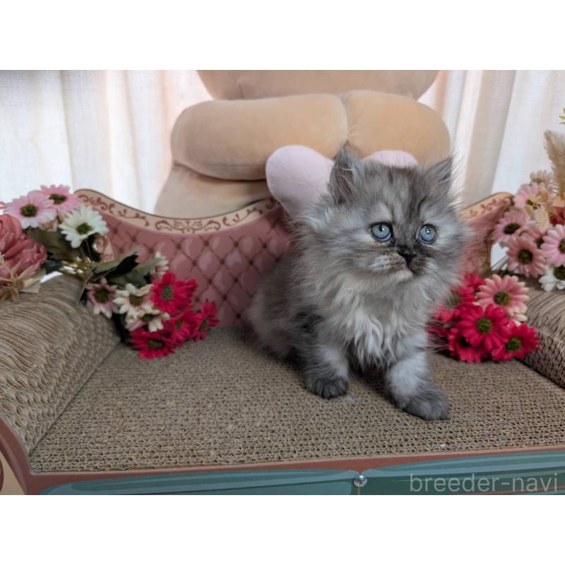 販売中の岩手県のミヌエット-134656の3枚目