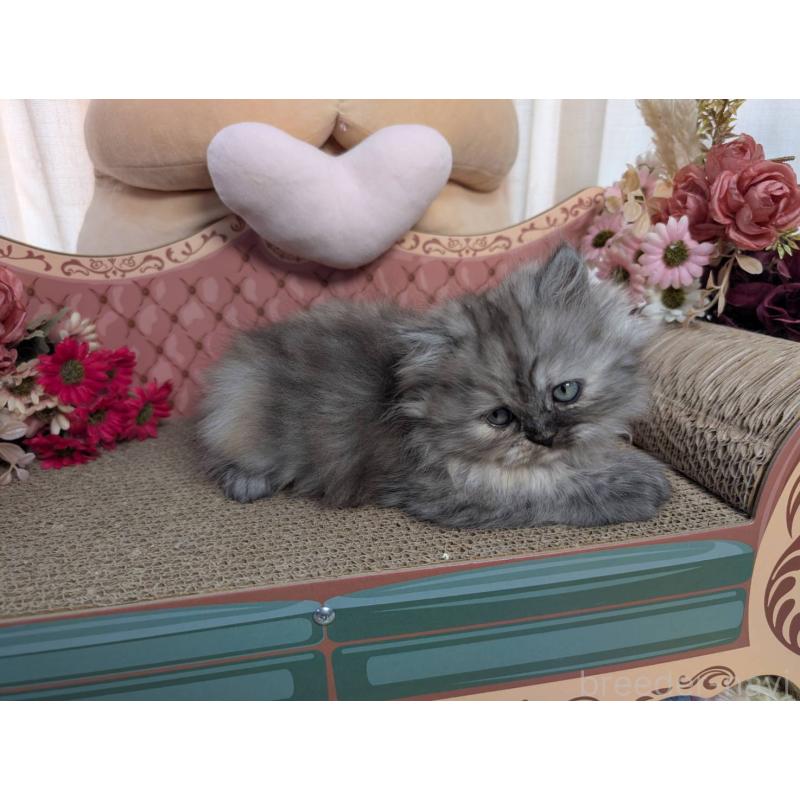 販売中の岩手県のミヌエット-134656の2枚目