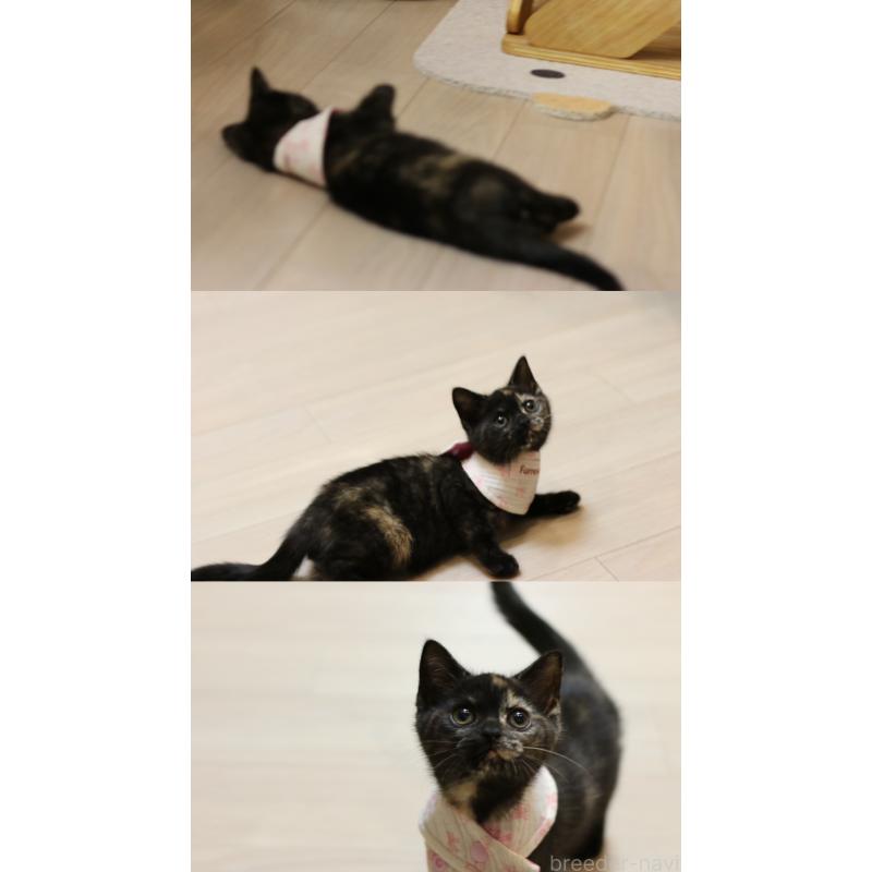 販売中の大阪府のスコティッシュストレート-134658の4枚目