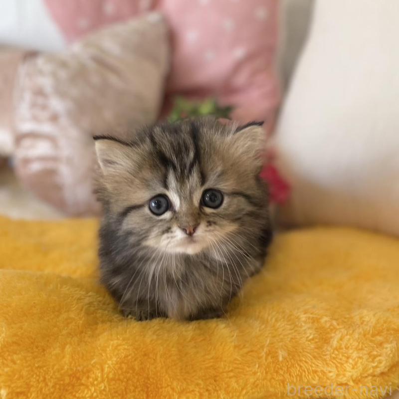 販売中の愛知県のミヌエット(短足)-134659の6枚目