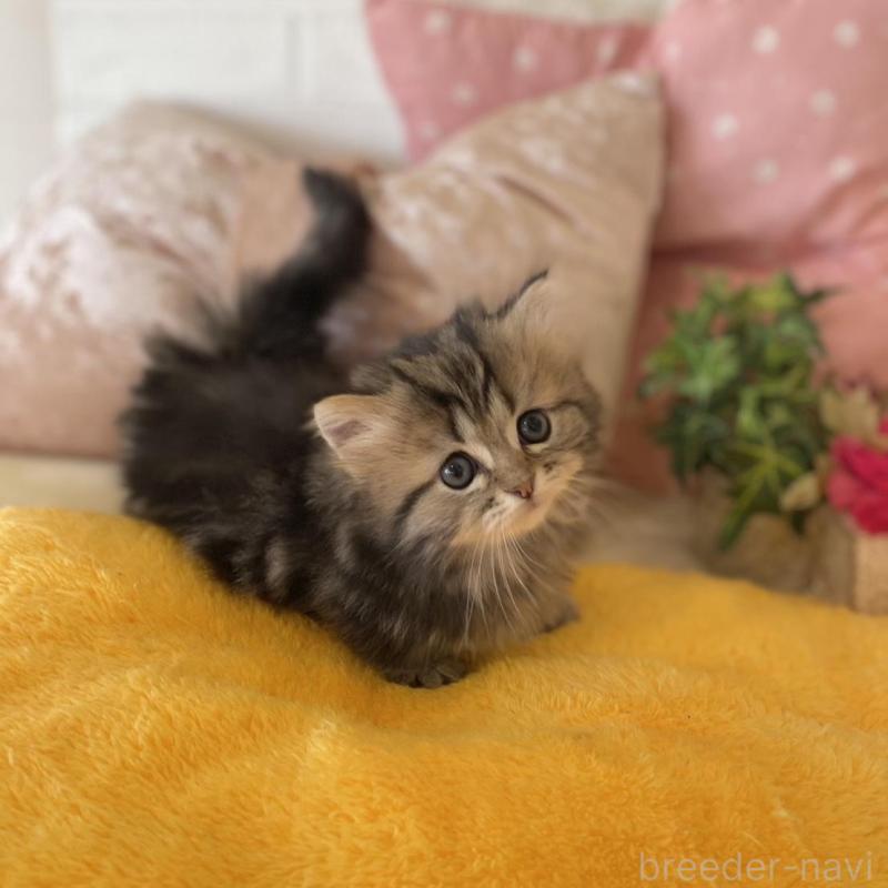 販売中の愛知県のミヌエット(短足)-134659の5枚目