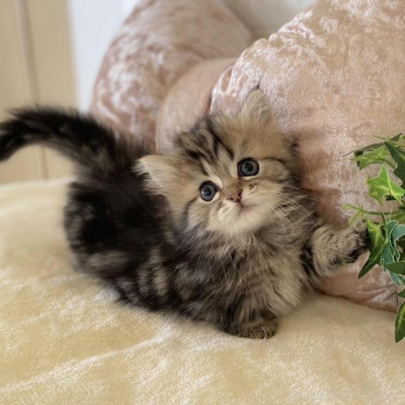 販売中の愛知県のミヌエット(短足)-134659の2枚目