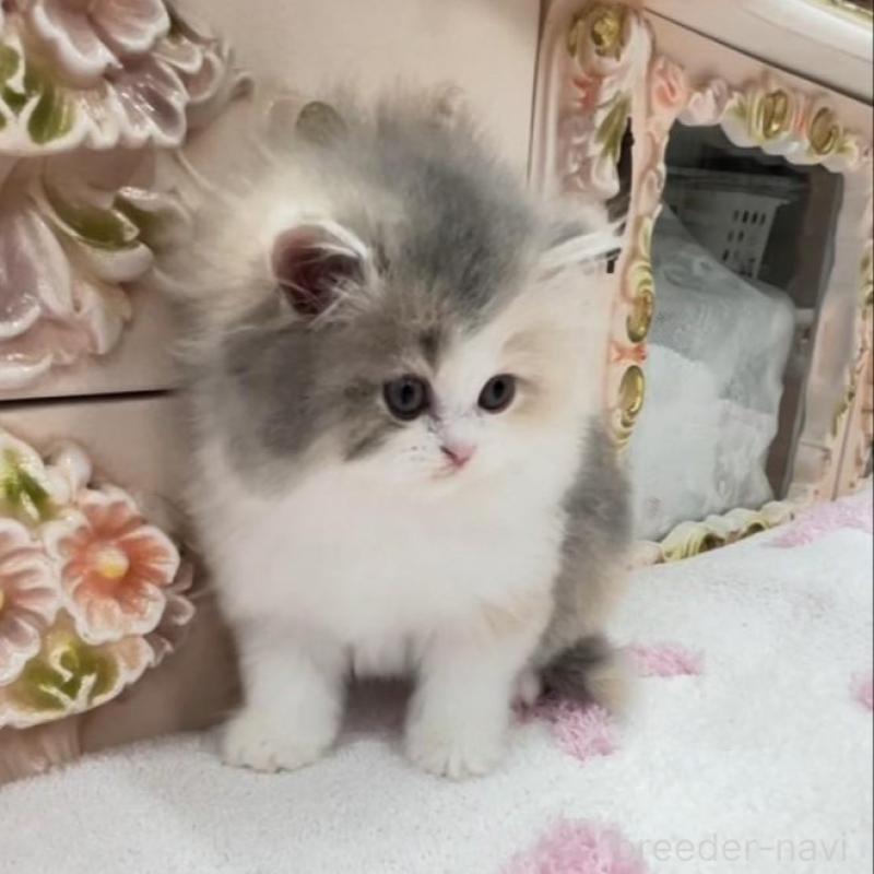 販売中の愛知県のミヌエット-134662の10枚目