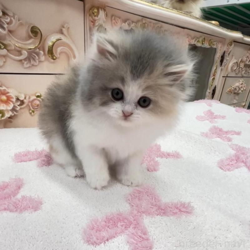 販売中の愛知県のミヌエット-134662の8枚目