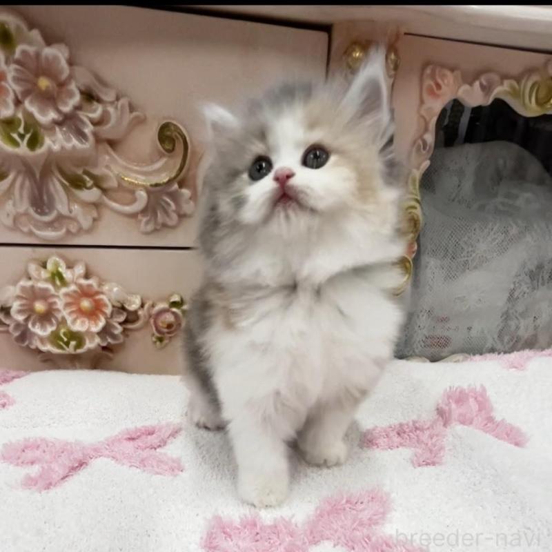 販売中の愛知県のミヌエット-134662の7枚目