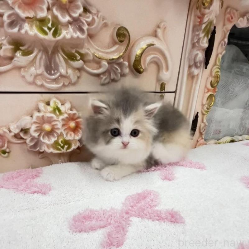 販売中の愛知県のミヌエット-134662の6枚目