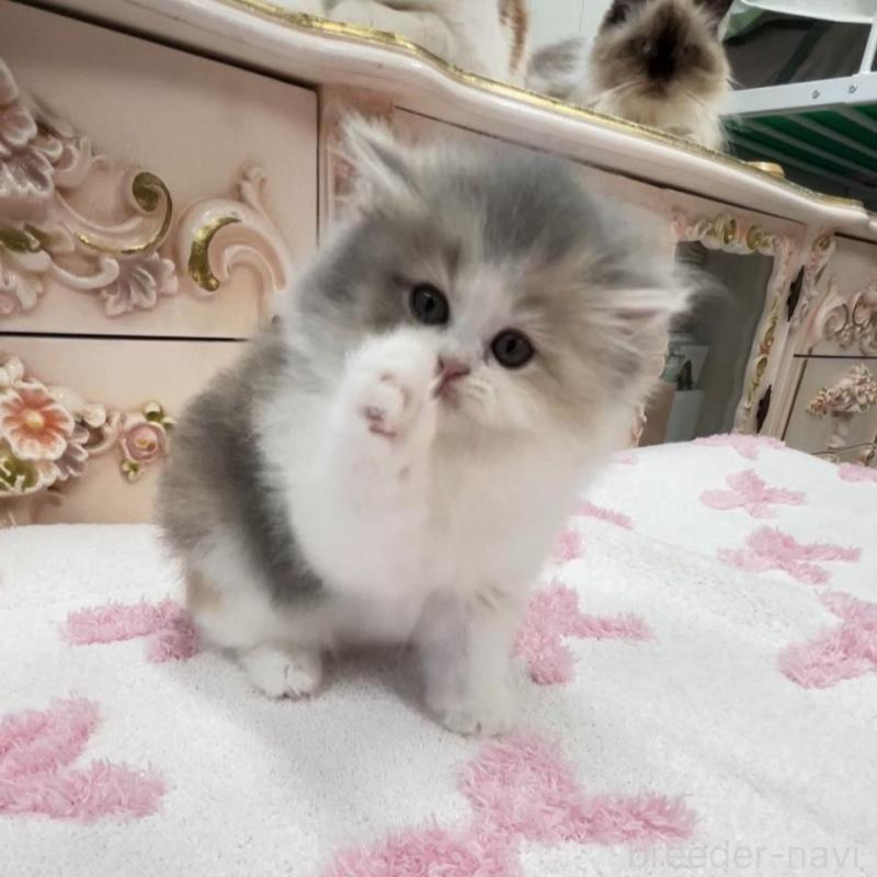 販売中の愛知県のミヌエット-134662の5枚目