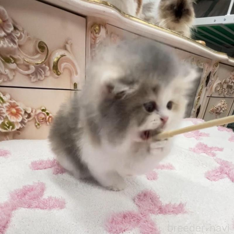 販売中の愛知県のミヌエット-134662の4枚目