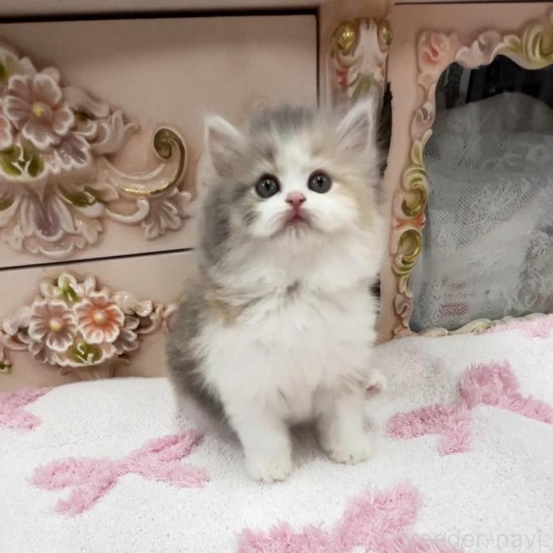 販売中の愛知県のミヌエット-134662