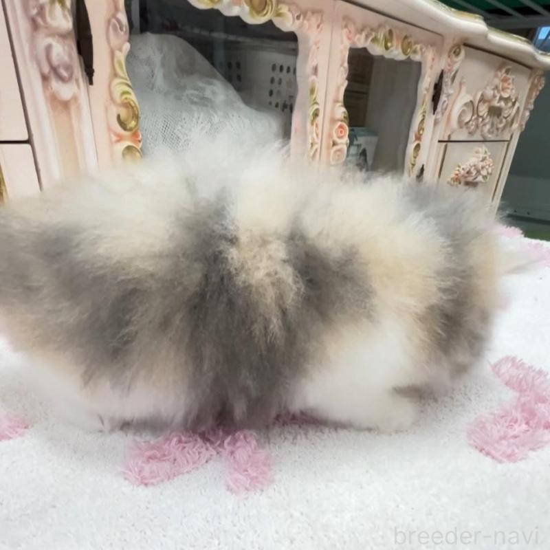 販売中の愛知県のミヌエット-134662の3枚目