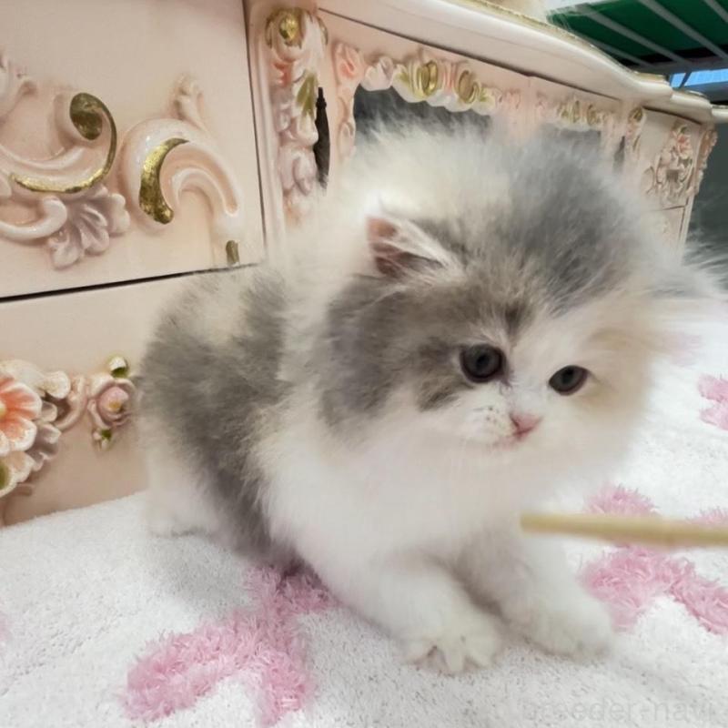 販売中の愛知県のミヌエット-134662の2枚目