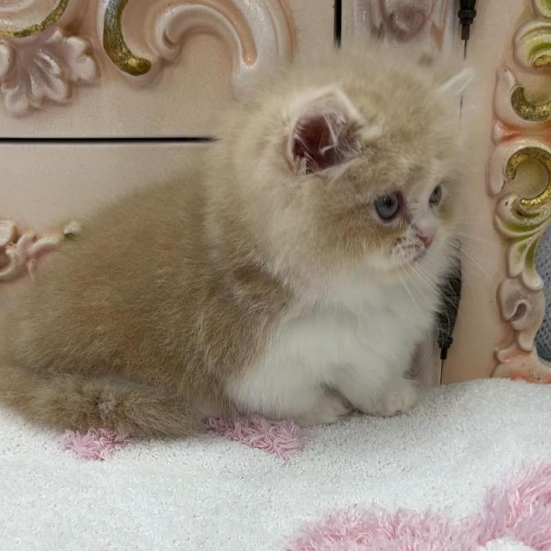 販売中の愛知県のミヌエット(短足)-134665の7枚目