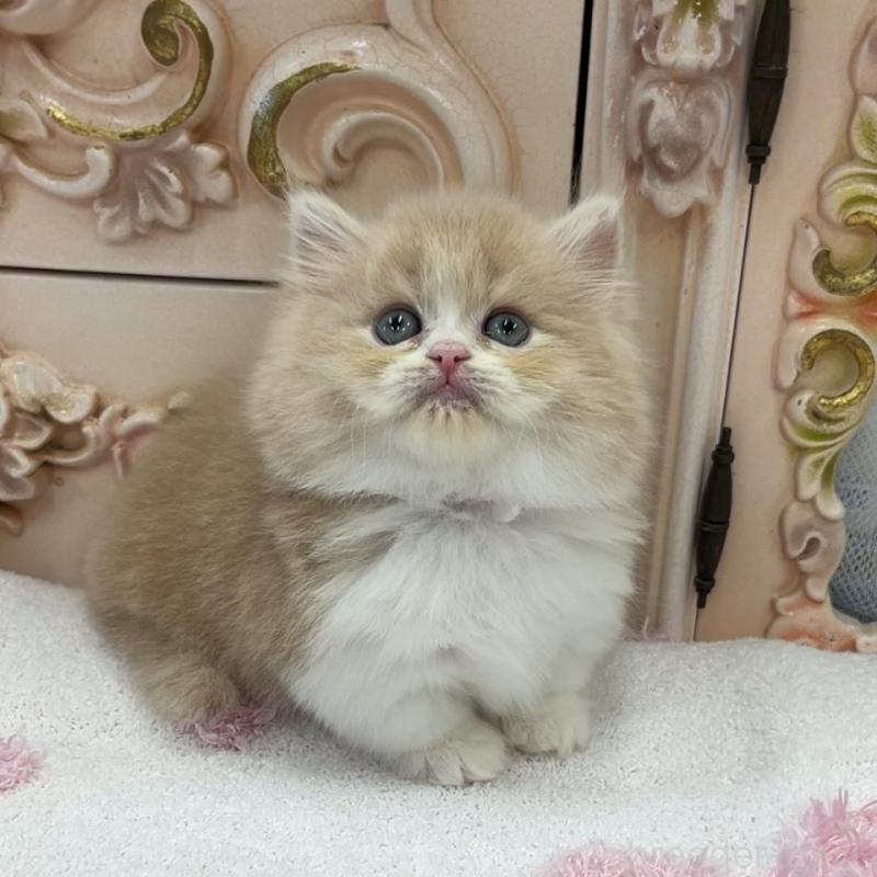 販売中の愛知県のミヌエット(短足)-134665の6枚目