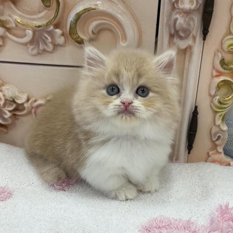 販売中の愛知県のミヌエット(短足)-134665の1枚目