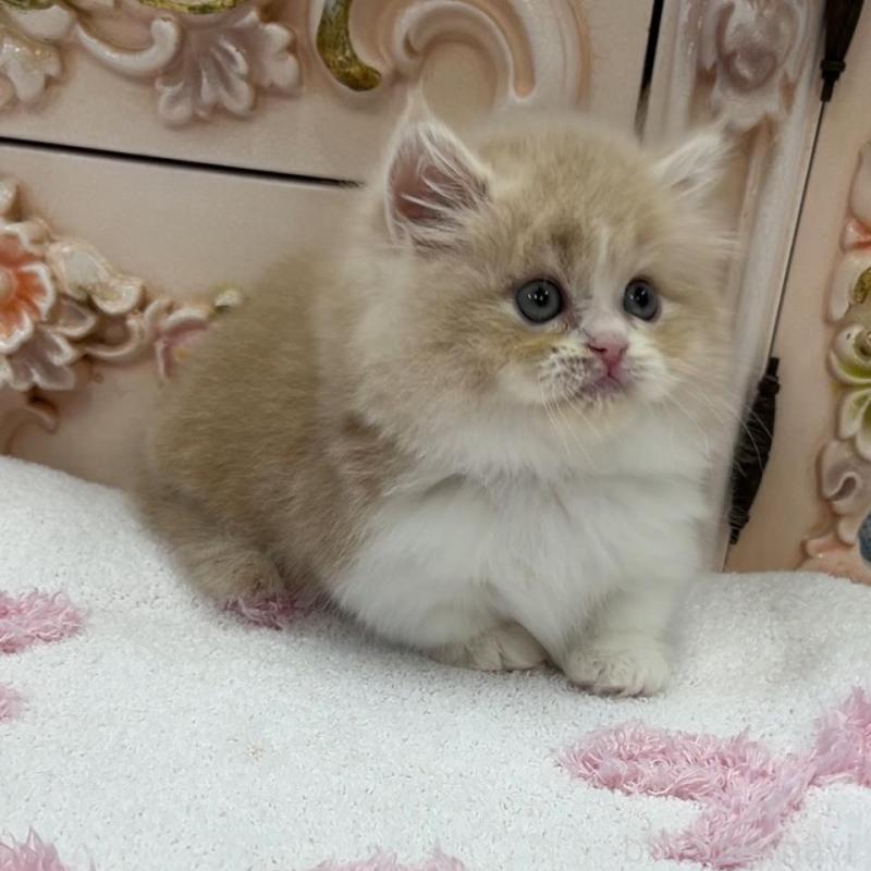 販売中の愛知県のミヌエット(短足)-134665の5枚目